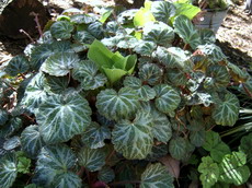 ساكسي فراگا